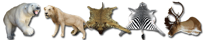 剥製標本 虎 ライオン 白熊 ヒョウ シマウマ トナカイ
